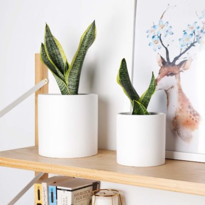 Décor Jardin Intérieur Succulente