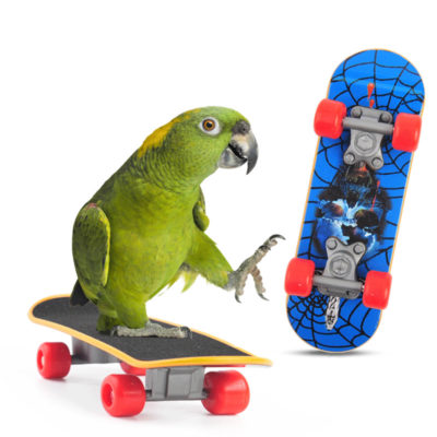 Training Skateboard Toy Mini pour Perruches